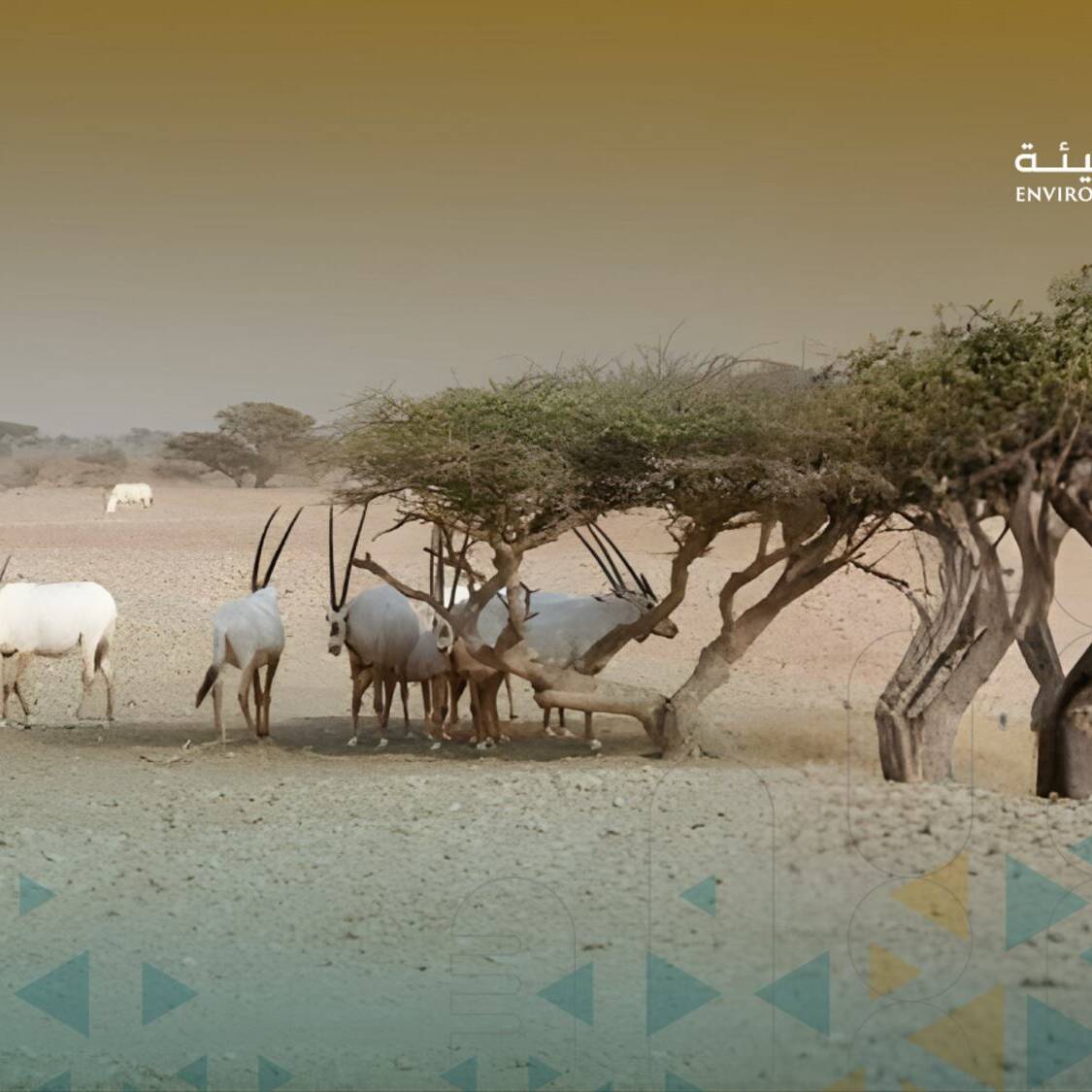 Arabian oryx and gazelles in Oman natural reserve - environmental achievements