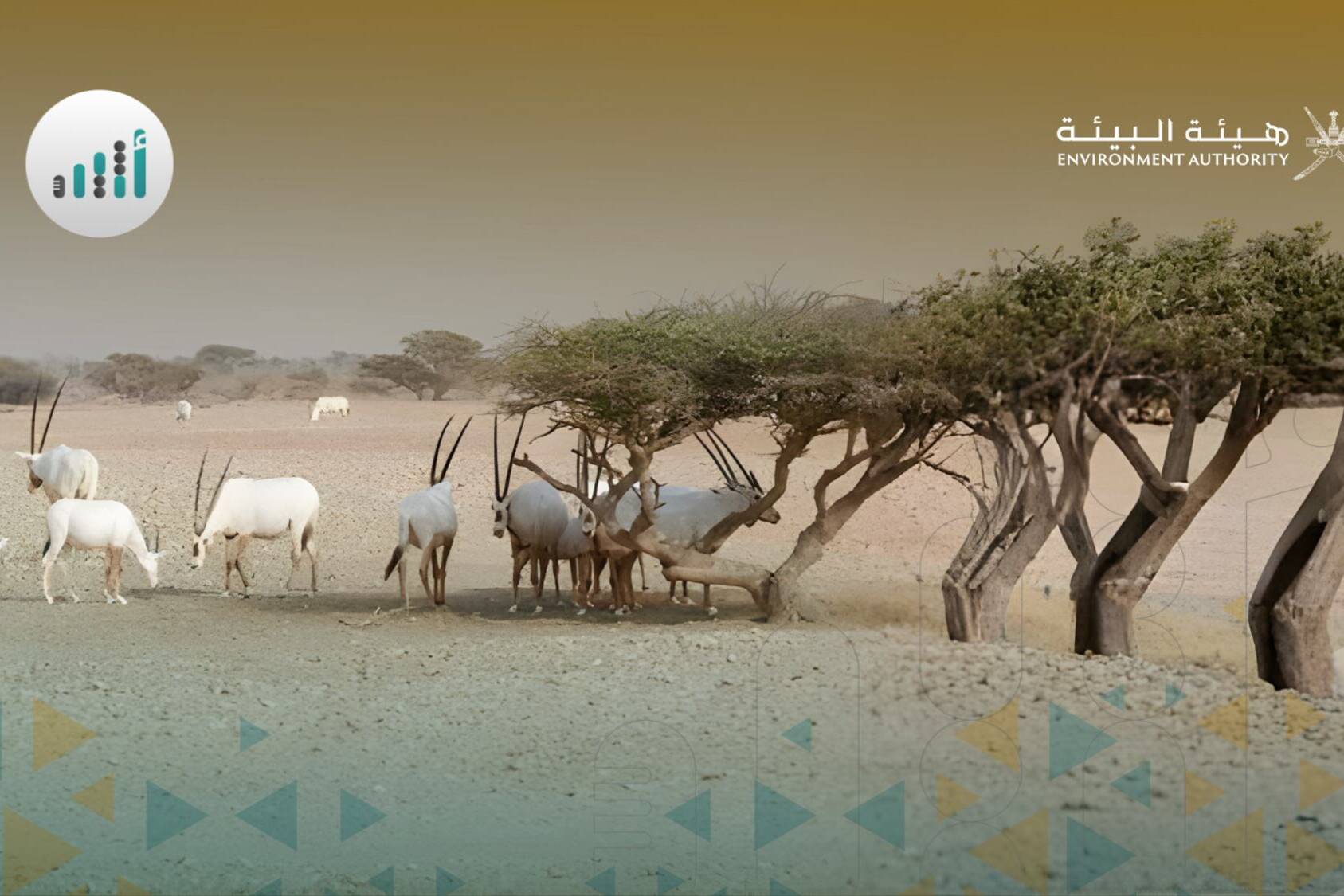 Arabian oryx and gazelles in Oman natural reserve - environmental achievements