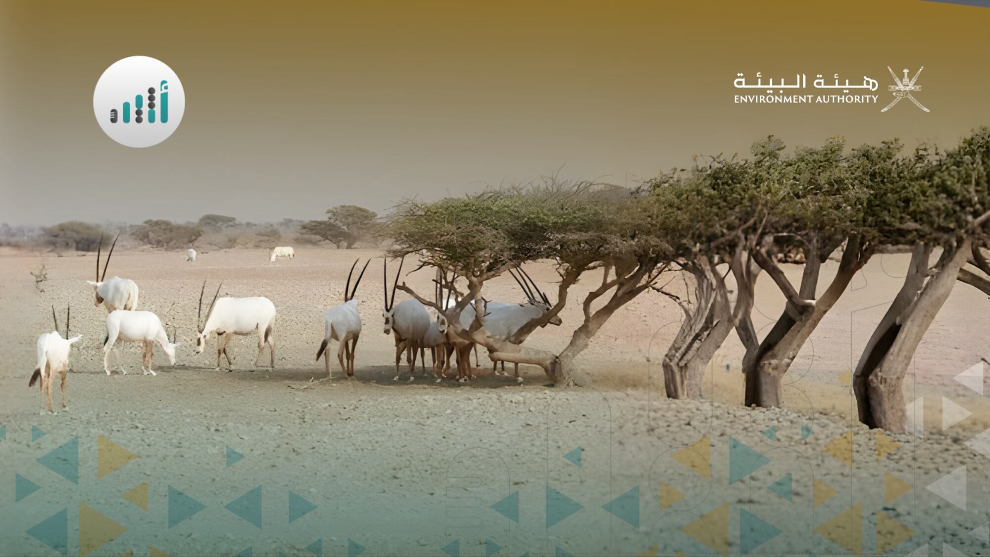 Arabian oryx and gazelles in an Oman nature reserve