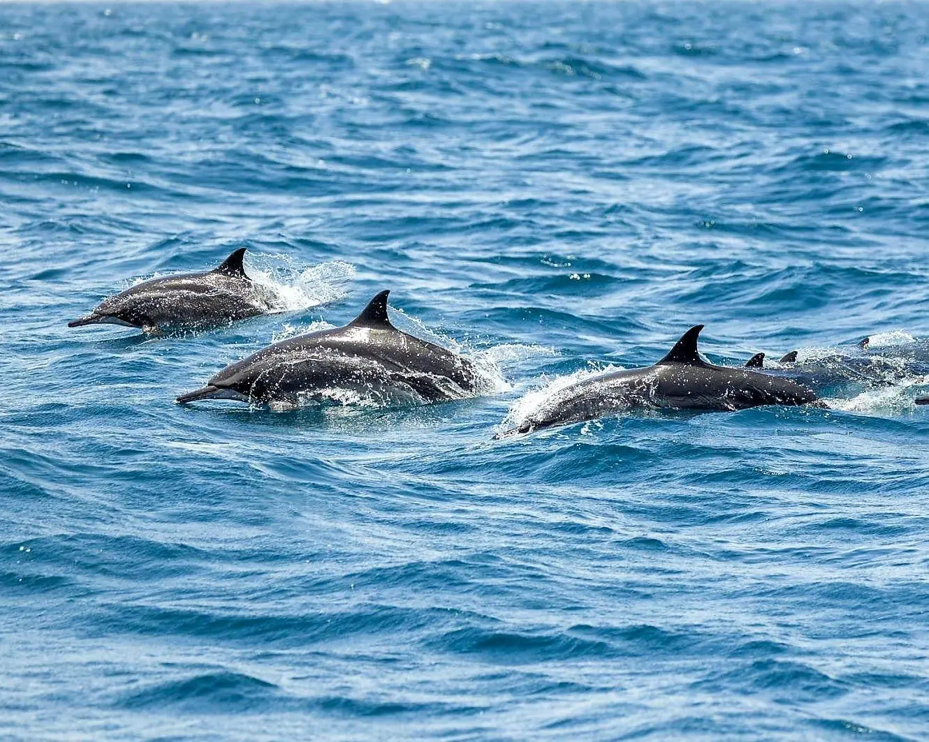 Dolphin Watching