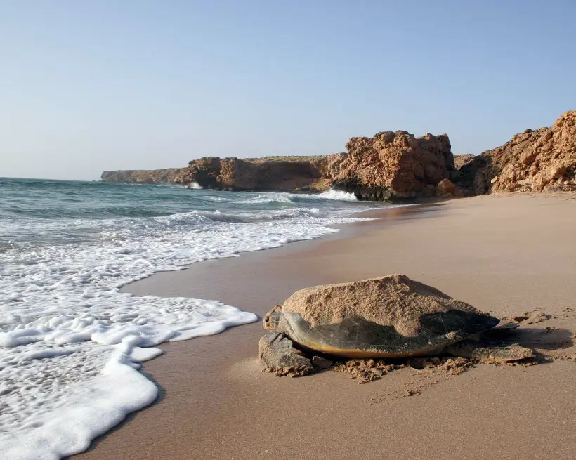 Green Turtles Tour