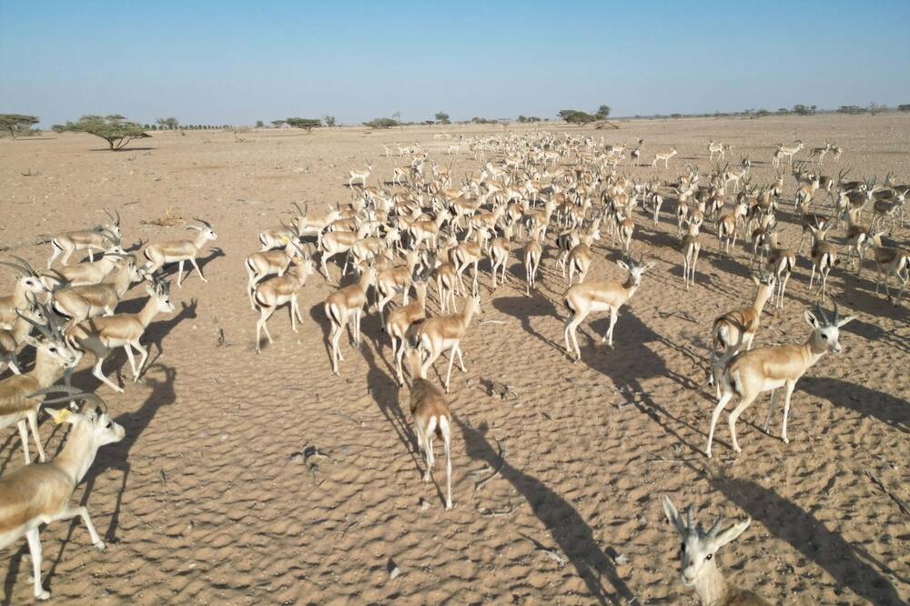 New Regulations Issued for Arabian Oryx Reserve Management