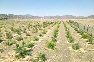 Environmental Compliance Drive Intensifies in Al Dakhiliyah | Oman Climate Week Environmental Compliance Drive Intensifies in Al Dakhiliyah