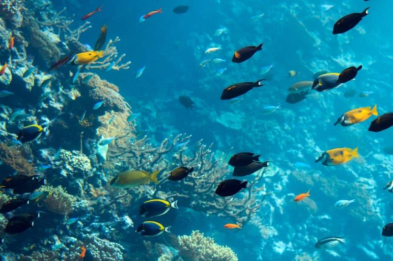 Environment Authority Confirms No Environmental Threat in Regional Waters