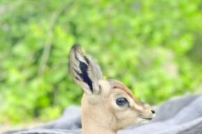 Expanding Scientific Monitoring Networks to Protect Oman’s Wildlife