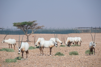 Oman Submits Third Nationally Determined Contribution to the UNFCCC | Oman Climate Week Oman Submits Third Nationally Determined Contribution to the UNFCCC